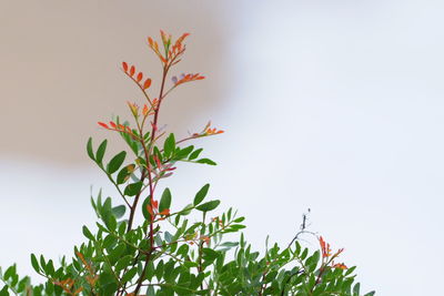 Low angle view of flowering plant against sky