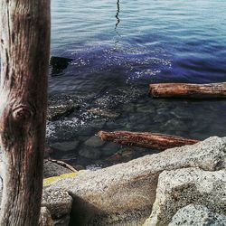 Reflection of trees in water