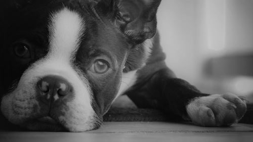 Close-up of french bulldog resting on floor