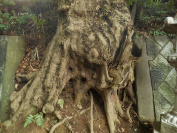 Close-up of tree trunk