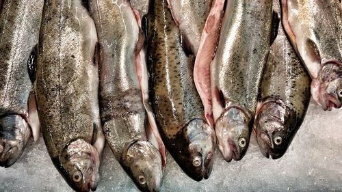 High angle view of fish on ice for sale at market stall