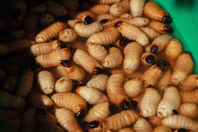 High angle view of worms in container
