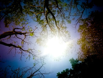 Low angle view of trees against clear sky