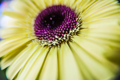 Close-up of passion flower blooming outdoors