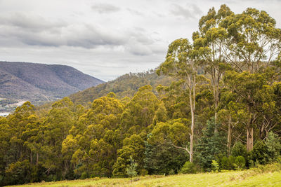 Scenic view of trees and mountains against sky