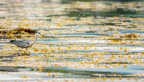 View of bird on beach