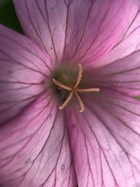 Close-up of pink flower