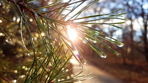 Close-up of pine tree