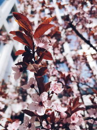 Close-up of pink cherry blossoms in spring