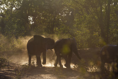 View of elephant in forest