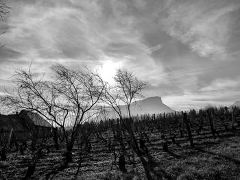 Silhouette bare trees on field against sky