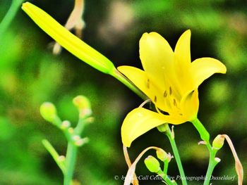 Close-up of yellow flower blooming outdoors