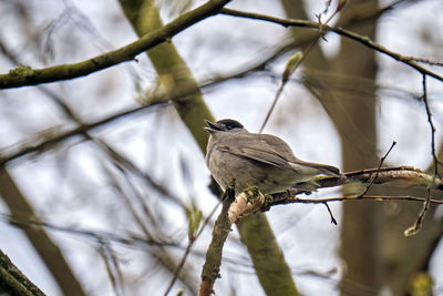 Close-up of bird perching on branch