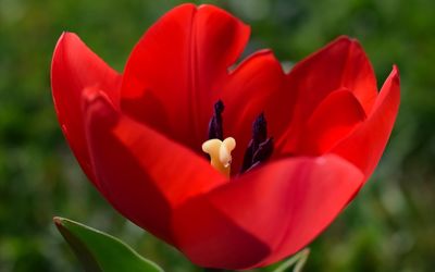 Close-up of red tulip