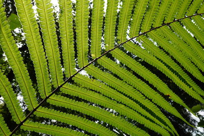 Green Leaf