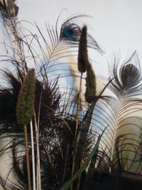 Low angle view of plants