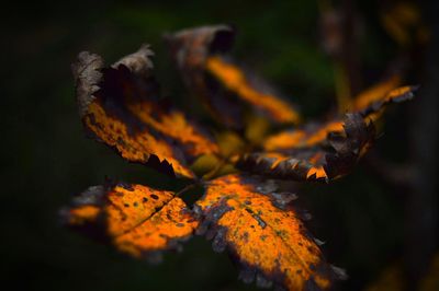 Close-up of maple tree during autumn