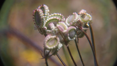 Close-up of flower against blurred background