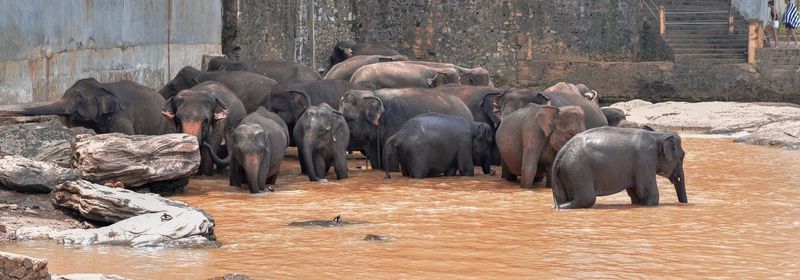 View of elephant in zoo