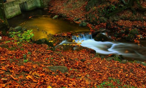 Autumn leaves in lake