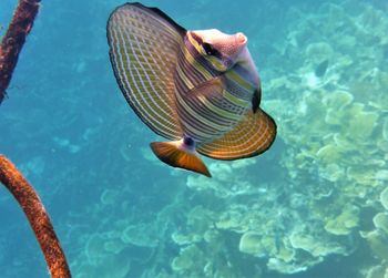 Close-up of fish swimming in sea