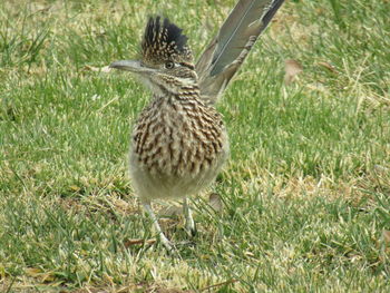 Close-up of a bird on field