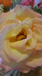 Close-up of yellow rose