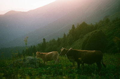 Cows on field against sky