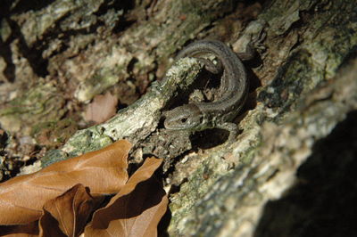 Close-up of lizard by dry leaves on wood