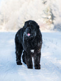 Newfoundland in winter wonderland