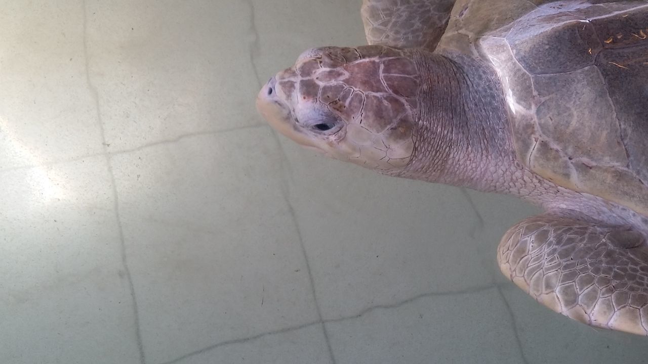 HIGH ANGLE VIEW OF ANIMAL SWIMMING IN SEA