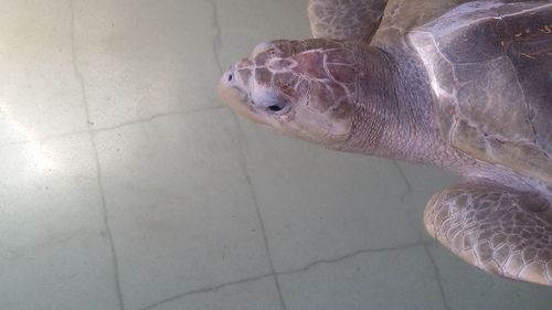 High angle view of turtle in sea