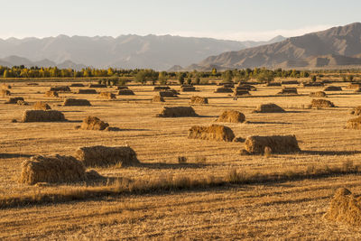 Hay bales on field against sky