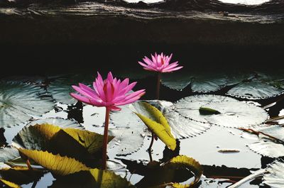 Close-up of lotus water lily in pond