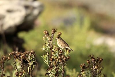 Close-up of bird on flower