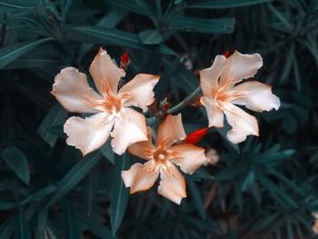 High angle view of flowering plant