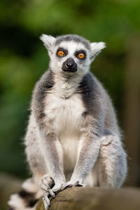 Portrait of ring-tailed lemur sitting on bamboo at zoo