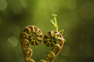 Praying mantish on fern