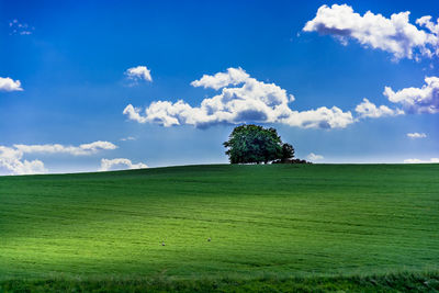 Tree on hill and blue cloudy sky