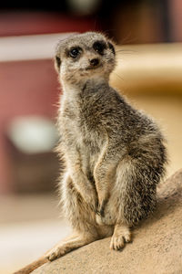 Portrait of meerkat sitting outdoors