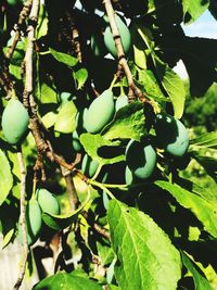 Close-up of leaves growing on tree