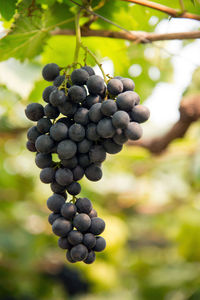 Close-up of grapes growing in vineyard