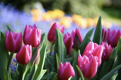 Close-up of pink tulips blooming outdoors