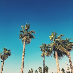 Low angle view of palm trees against clear blue sky