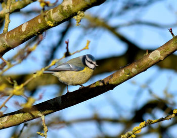 Bluetit perching on branch