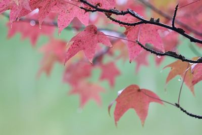 Low angle view of red leaves on tree