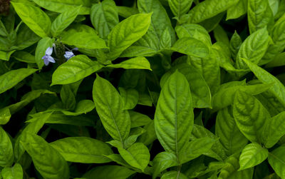 Full frame shot of plants