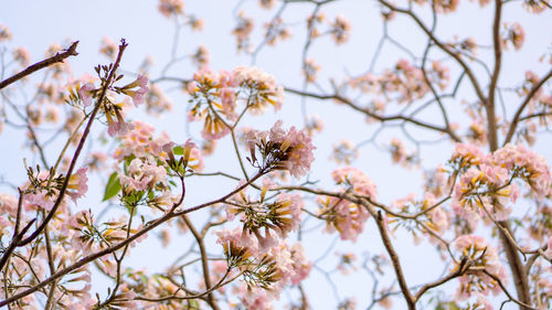 Low angle view of cherry blossoms against sky