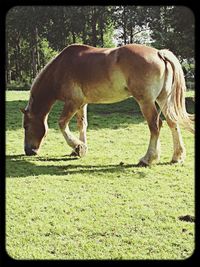 Horse grazing on field