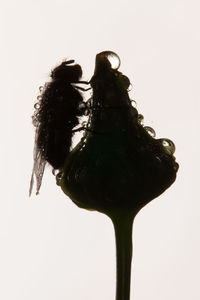 Close-up of insect on white background